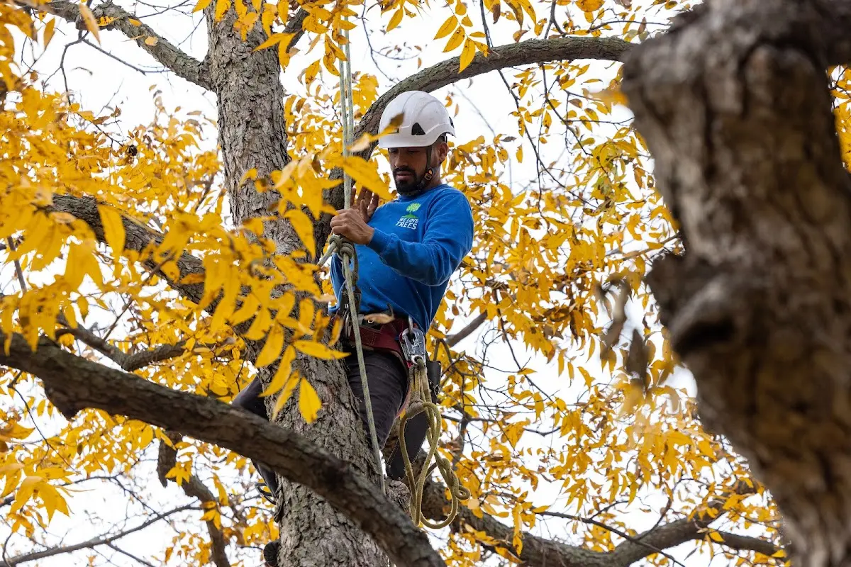 Skilled Tree Planing crew working in Cleveland
